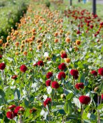 bloemen en planten vvbvanbree     1062